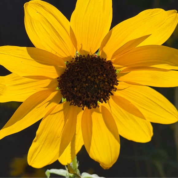 wildflower186